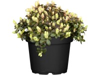 OBI törpe alpesi rózsa OBI törpe alpesi rózsa