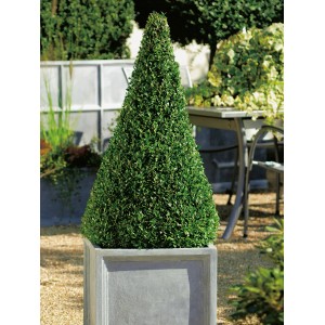 Buxus piramis cserépben, kb. 60-70 cm magas, formázott fa a kertbe és az erkélyre.