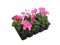 Petúnia 10 pack