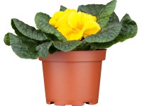 Szártalan kankalin cserépátmérő: kb. 9 cm