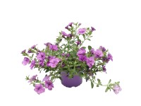 Calibrachoa lila 10,5 cm Calibrachoa lila 10,5 cm