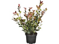 OBI kerti korallberkenye 