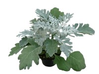 Hamvaska 9 cm-es cserépben Hamvaska 9 cm-es cserépben