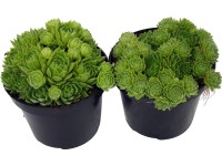 OBI kövirózsa zöld cserépátmérő: kb. 12 cm Sempervivum