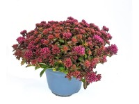 GROW by OBI varjúháj cserépátmérő 17 cm Sedum