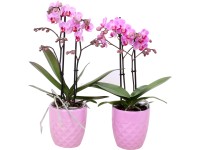 Lepkeorchidea 