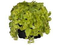 Pénzlevelű lizinka (Lysimachia nummularia) Pénzlevelű lizinka (Lysimachia nummularia)