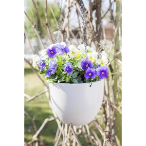Lógó virágkosár fehér szarvacskás árvácska (Viola cornuta) keverékkel, tavaszi ültetés lila és fehér virágokkal.
