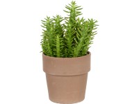 Kaktusz mix terrakotta cserépben átmérő: kb. 11,5 cm