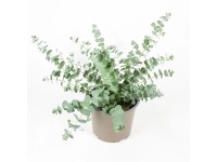 Havasi eukaliptusz cserépátmérője kb. 14 cm Eucalyptus gunnii