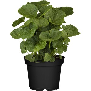 Mályvarózsa (Alcea rosea) cserépben, zöld levelekkel. Ideális ágyásokba és cserepekbe.