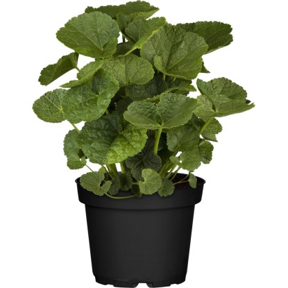 Kerti mályvarózsa cserépátmérő kb. 13 cm Alcea rosea
