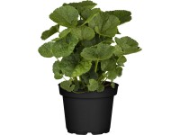 Kerti mályvarózsa cserépátmérő kb. 13 cm Alcea rosea