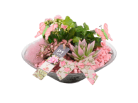 Szobanövény válogatás üvegcserépben cserépátmérő kb. 26 cm Szobanövény válogatás üvegcserépben cserépátmérő kb. 26 cm