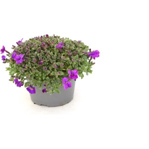 Cserepes lila virágú Pázsitszegfű Jumbo, kb. 22 cm magas. Ideális a kertbe.