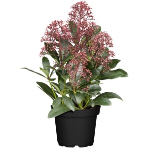 Skimmia Rubella cserépben rózsaszín-fehér virágbimbókkal, kb. 20-30 cm magas.