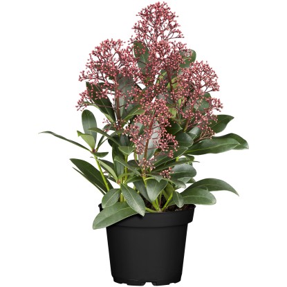 Japán dérbabér "Rubella" r.szín-f. m. kb. 20-30 cm cs. kb. 1 l Skimmia japonica