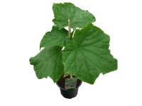 Uborka 9 cm kiszerelésben kerti növény étkezésre alkalmas