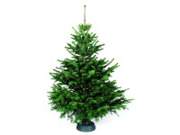 Nordmann fenyő vágott Prémium 200 cm - 250 cm -es magasság Nordmann fenyő vágott Prémium 200 cm - 250 cm -es magasság