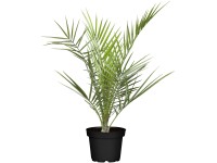 GROW by OBI kanári datolyapálma mag. kb. 25 cm cser. kb. 2 l Phoenix canariensis