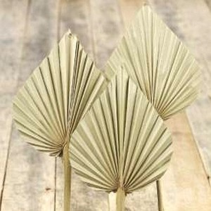 Három természetes Palm Spear dekorációs növény, ideális virágkötészeti munkákhoz.