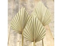 Palm Spear dekor növény Natúr