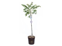 GROW by OBI dió magassága kb. 200 cm Juglans regia Franquette