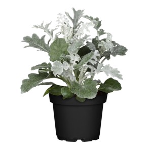 Ezüstöslevelű aggófű (Senecio) cserépben, ezüstös levelek, cserép-Ø kb. 9 cm.