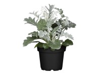 Cinerária fehér cserépátmérő: kb. 9 cm Senecio bicolor Cinerária fehér cserépátmérő: kb. 9 cm Senecio bicolor