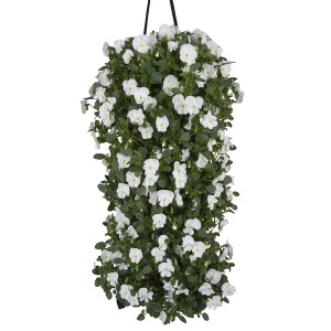 Fehér virágú szarvacskás árvácska függőkosár, kb. 45-50 cm hosszú, erkélyre és teraszra.