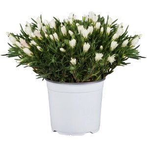 Déli virág cserépben, fehér virágbimbókkal, tőzegmentes, kb. 12 cm-es cserépátmérő.
