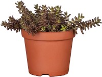 OBI varjúháj cserépátmérő: kb. 19 cm Sedum
