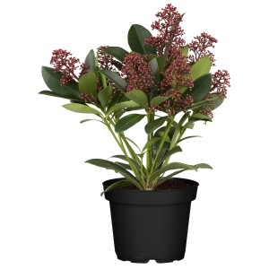 Japán Skimmia 'Mica' cserépben, piros bimbókkal és zöld levelekkel.