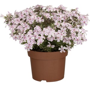 Candy Stripes kúszó lángvirág cserépben, rózsaszín és fehér virágokkal. GROW by OBI Phlox subulata.