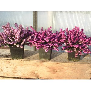 Angol hanga (Erica) különböző színekben cserépben, kb. 12 cm Ø.