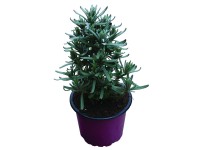 Levendula 9 cm-es cserépben