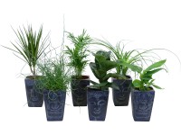 Zöldnövény mix Buddha cserépben átmérő: kb. 12 cm