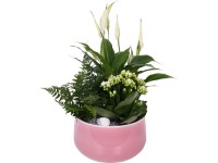 Kompozíció vitorlavirággal és tömött korallvirággal kaspóban cserép kb. 18 cm