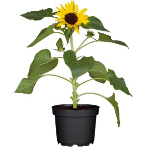 Sárga napraforgó cserépben, kb. 12 cm Ø. Helianthus szobanövényként napos helyekre.