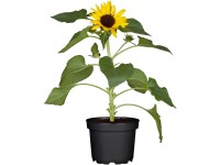 OBI sárga napraforgó cserépátmérő kb. 12 cm Helianthus OBI sárga napraforgó cserépátmérő kb. 12 cm Helianthus