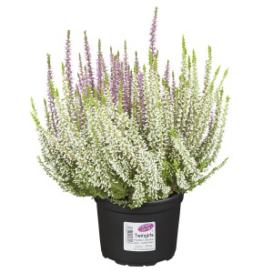 Cserepes Twin Gardengirls virágos erika fehér és lila virágokkal.