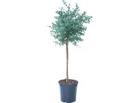 GROW by OBI Azura eukaliptusz mag. kb. 50-60 cm cserép kb. 5 l Eucalyptus gunnii GROW by OBI Azura eukaliptusz mag. kb. 50-60 cm cserép kb. 5 l Eucalyptus gunnii