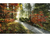 Vlies fotótapéta Feuerzungen 450 cm x 280 cm