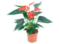 Flamingóvirág narancssága cserépátmérő: kb. 12 cm Flamingóvirág narancssága cserépátmérő: kb. 12 cm