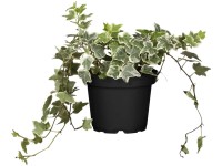 OBI fehér-tarka levelű borostyán OBI fehér-tarka levelű borostyán