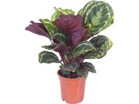 Zebralevél cserépátmérő: kb. 32 cm (Calathea)