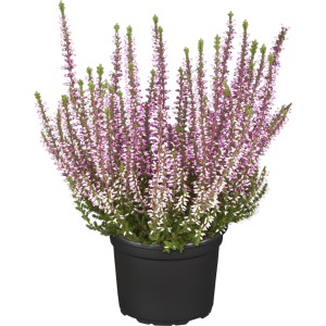 Rózsaszín bimbós hanga (Calluna vulgaris) cserépben, kb. 11 cm Ø. Hanga rózsaszín virágokkal.