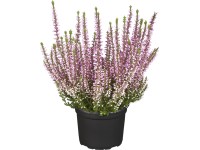 Csarab rózsaszín 11 cm átmérőjű cserépben Csarab rózsaszín 11 cm átmérőjű cserépben