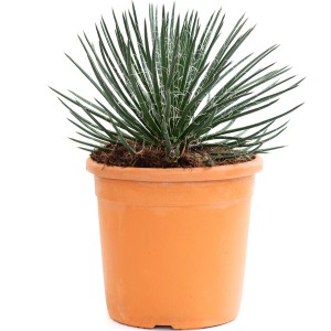 GROW by OBI Agave cserépben, kb. 30 cm magas. Dekoratív cserepes növény napos helyekre.