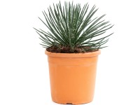 GROW by OBI agávé magasság kb. 30 - 30 cm cserép kb. 6 l Agave gemini flora GROW by OBI agávé magasság kb. 30 - 30 cm cserép kb. 6 l Agave gemini flora